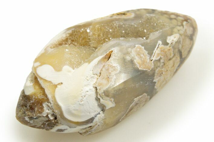 Chalcedony Replaced Gastropod With Sparkly Quartz - India #318701